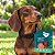 Kit com 4 Coleiras Naturais com Neem e Erva-Santa-Maria para Cães Pequenos | Zenpet - Imagem 2