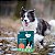 Kit 4 Coleira Natural Neem e Erva Santa Maria Cães Médios Zenpet - Imagem 2