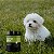 Suplemento para Cães Filhotes e Sensíveis | Crescimento Saudável | Nutroplus Primus Crescimento 500 g - Imagem 11