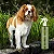 Loção Própolis Verde Antisséptica Antifúngica para Cães e Gatos 300ml - Propovets - Imagem 2