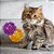 Brinquedo Bola Luz para Gatos Espinho Roxo Jambo Pet - Imagem 2