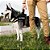 Peitoral para Cachorro M Zenpet - Imagem 1