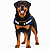 Peitoral para Cães Tamanho GG (Extra Grande) | Zenpet - Imagem 4