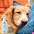 Spray de Limpeza Hora do Sono Vetfleur Limpa Patinhas e Corpo Caes 250ml - Imagem 3