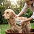 Kit Gel e Sabonetes Naturais Cicatrizante de Pele para Cães e Gatos – Propovets - Imagem 2