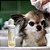 Kit Restauração Pele para Cachorro e Gato Wesen Green - Imagem 4