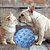 Comedouro para Cães e Gatos Tigela de Lamber Azul - ÓrienPet - Imagem 2
