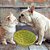 Comedouro para Cães e Gatos Tigela de Lamber Verde - ÓrienPet - Imagem 2