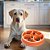 Pote Comedouro Cães Funcional Círculos Laranja ÓrienPet - Imagem 2