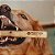 Mordedor Natural para Cachorro Madeira Café Extreme Wood N Pets - Imagem 2