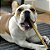 Mordedor Natural para Cachorro Madeira Café P Wood N Pets - Imagem 2