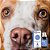 Homeopatia Apoio Natural para Saúde Ocular de Cães e Gatos Fator Occulum 26g - Arenales - Imagem 2