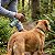 Spray Neem Pet Repelente para Cães e Gatos 200ml - Zenpet - Frete Grátis - Imagem 3