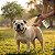 Spray Repelente Natural de Citronela para Cães e Gatos 200 ml | Zenpet - Imagem 3