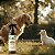 Kit Repelente Spray Citronela Pet e Coleira Natural | Zenpet - Imagem 2