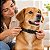 Kit Spray Citronela Pet e Coleira Neem e Erva Santa Maria para Cães Grandes - Zenpet - Imagem 5