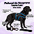 Peitoral de Neoprene com Guia para Cães G | Luna Lua - Imagem 20