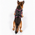 Peitoral de Neoprene com Guia para Cães GG | Luna Lua - Imagem 5