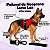 Peitoral de Neoprene com Guia para Cães GG | Luna Lua - Imagem 14