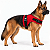 Peitoral de Neoprene com Guia para Cães GG | Luna Lua - Imagem 13