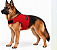 Peitoral de Neoprene com Guia para Cães GG | Luna Lua - Imagem 11