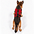 Peitoral de Neoprene com Guia para Cães GG | Luna Lua - Imagem 15