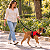 Peitoral de Neoprene com Guia para Cães M | Luna Lua - Imagem 12