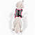 Peitoral de Neoprene com Guia para Cães P | Luna Lua - Imagem 5