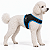 Peitoral de Neoprene com Guia para Cães P | Luna Lua - Imagem 13