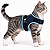 Peitoral de Neoprene com Guia para Gatos | Luna Lua - Imagem 3