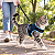 Peitoral de Neoprene com Guia para Gatos | Luna Lua - Imagem 2