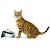 Comedouro para Gatos Snack Cat Preto CatMyPet - Imagem 3