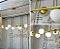 Lustre jabuticaba 7 globos dourado lâmpada g9 - Imagem 8