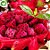 Pitaya Congelada - 400 gr - Imagem 1