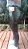 Calça Resinada Sawary Plus Size Cigarrete 46 ao 54 - Imagem 6