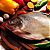Kit C/ 2 Peças Para Limpar Peixe Descamador E Pinça Cozinha - Imagem 5