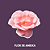 Essência Flor de Ameixa Primola-100mL - Imagem 1