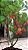 Molho da Pimenta Carolina Reaper - Imagem 5
