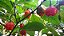 Pimenta Carolina Reaper 10 Frutos In Natura - Imagem 9