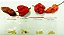 Kit Sementes Nucleares, 10 Bhutlah Chocolate, 10 Carolina Reaper, 10 Trinidad Scorpion, 10 Bhut Jolokia, Frutos Ilustrativos - Imagem 1