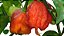 Caveira Molho de Pimenta Carolina Reaper 200ml, Nível de Ardência Forte - Imagem 2