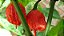 Kit Fort - 3 Molhos de Pimenta Carolina Reaper e 1 Capsaicina em Spray - Imagem 5