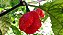 Pimenta Carolina Reaper In Natura 12 Unidades - Imagem 4