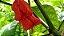 Pimenta Carolina Reaper In Natura 12 Unidades - Imagem 6