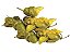 Pimentas Mais Ardidas Do Mundo, Bhutlah Chocolate, Carolina Reaper, Trinidad Scropion, Bhut Jolokia, Big Mama Mustard, Sementes Originais - Imagem 3