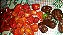 Sementes de pimenta Habanero vermelha - Imagem 4