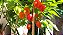 Sementes de pimenta Habanero vermelha - Imagem 6