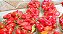 Pimenta Bhut Jolokia 10 frutos in natura - Imagem 2