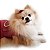 Roupa Pet para Cães Vestido Pet Cinto Strass Linho Eco Inverno Petisco - Imagem 2