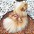 Roupa Pet para Cães Vestido Pet Luxo Festa Babados Organza Petisco - Imagem 4